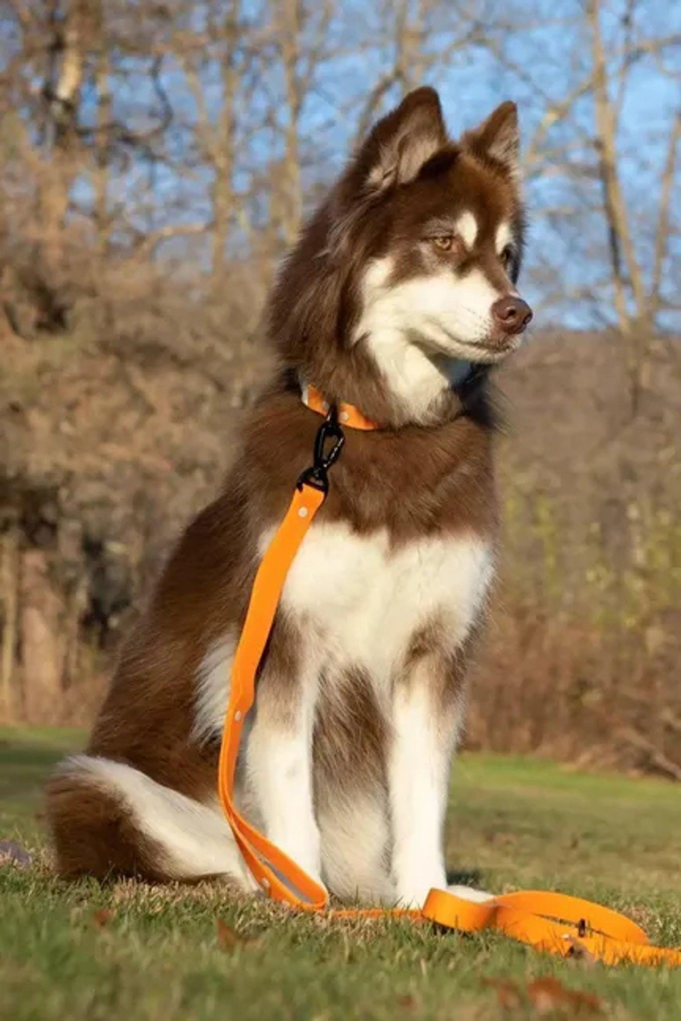 Crimson Glow Waterproof Nylon Dog Collar